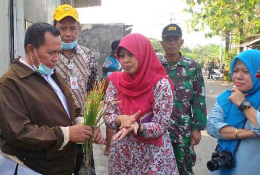 BBPP Ketindan Gelar Diklat Budidaya Cabe dengan Metode `Blended Learning`